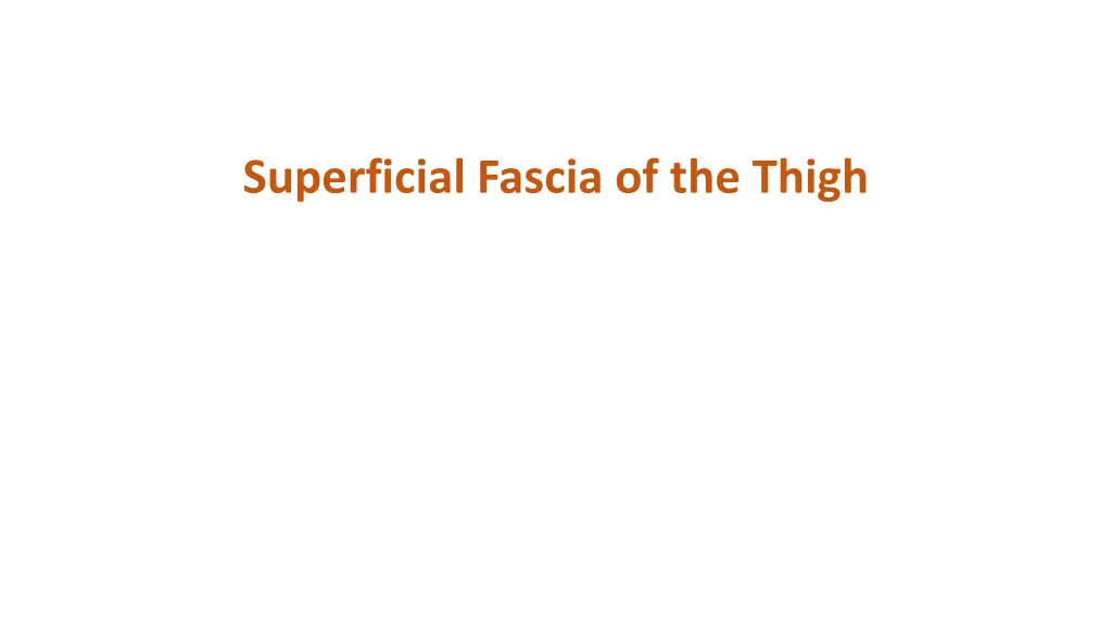 superficial fascia of the thigh