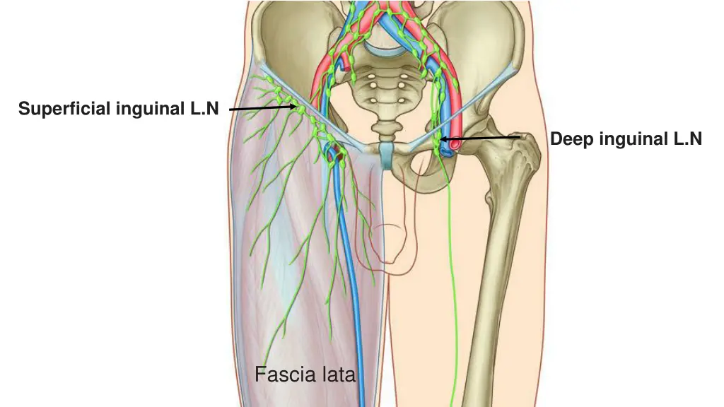 superficial inguinal l n