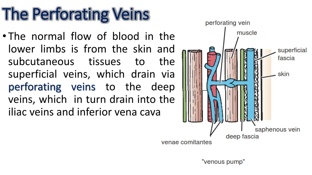 the perforating veins the perforating veins