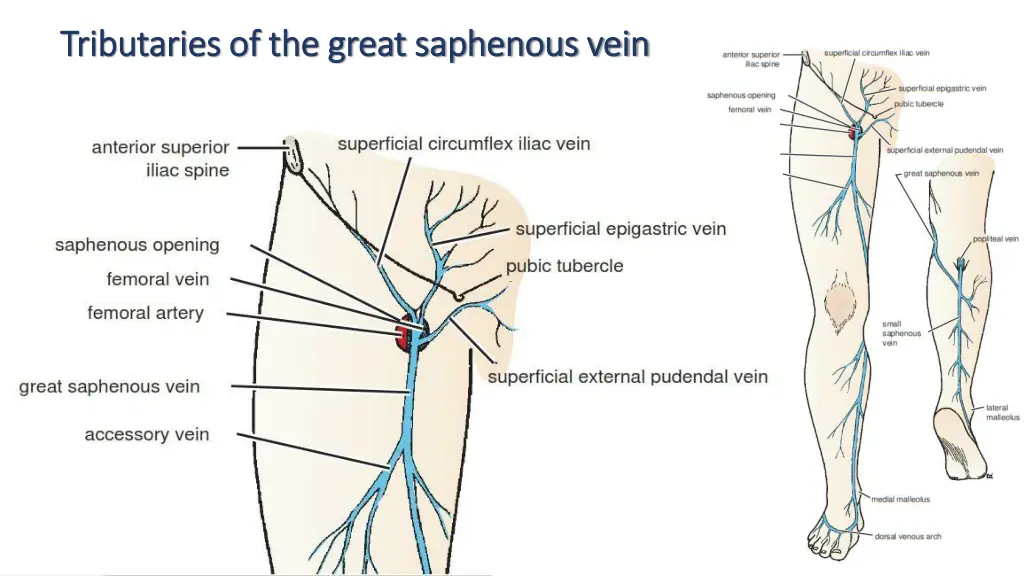 tributaries of the great saphenous vein