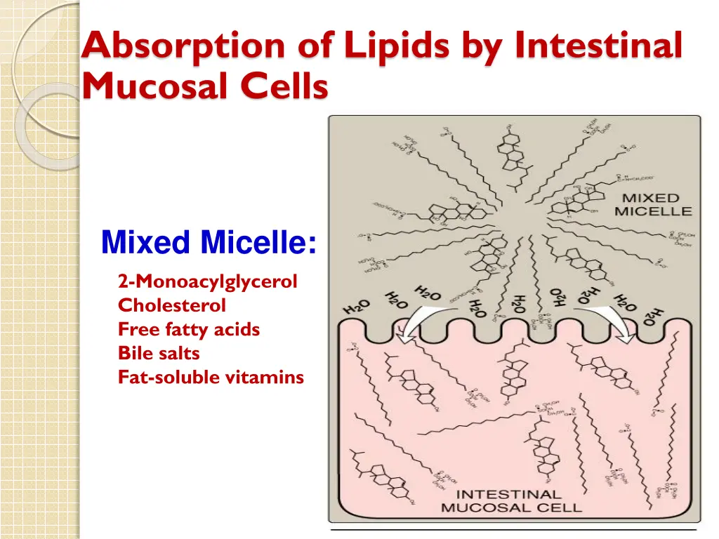 absorption of lipids by intestinal mucosal cells 1