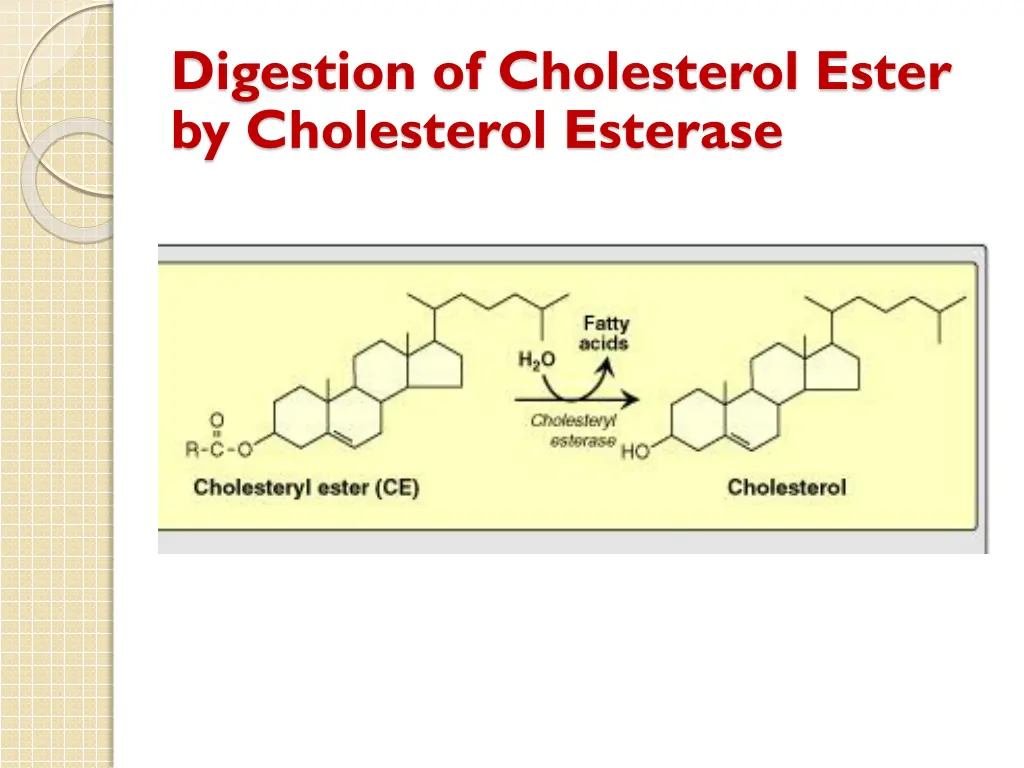 digestion of cholesterol ester by cholesterol