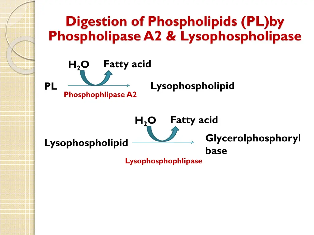 digestion of phospholipids pl by phospholipasea2