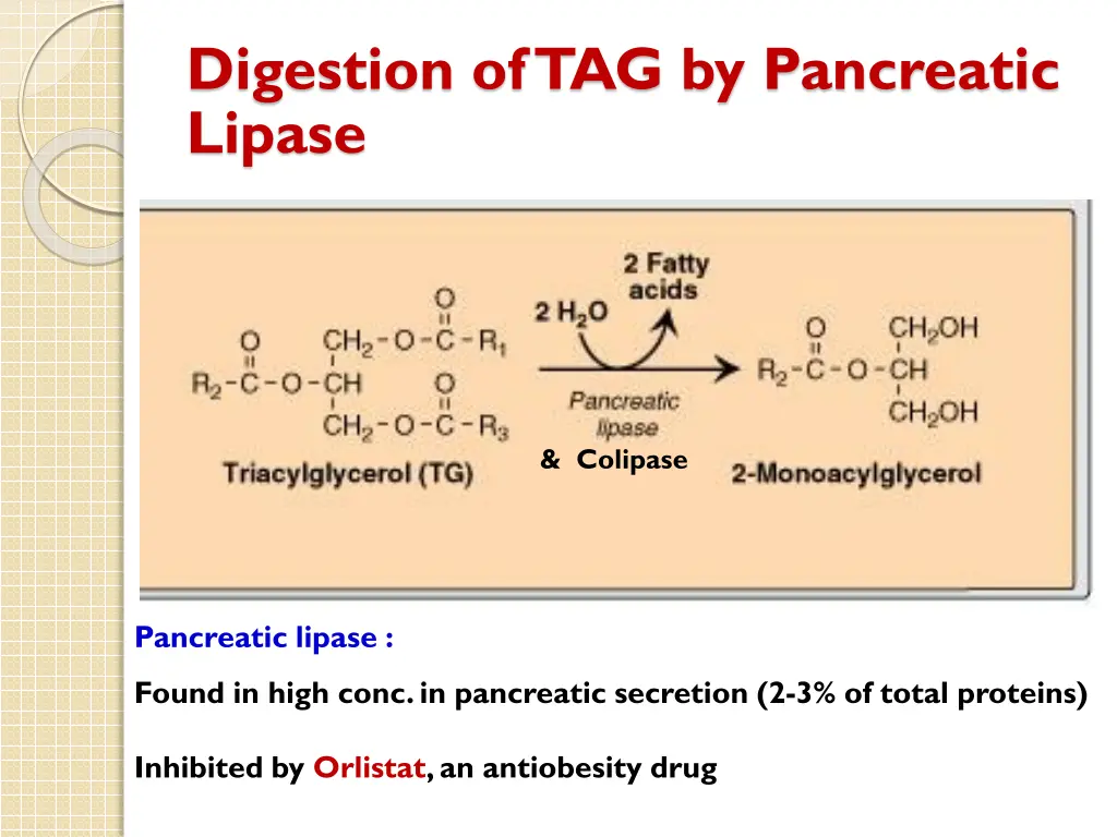 digestion of tag by pancreatic lipase