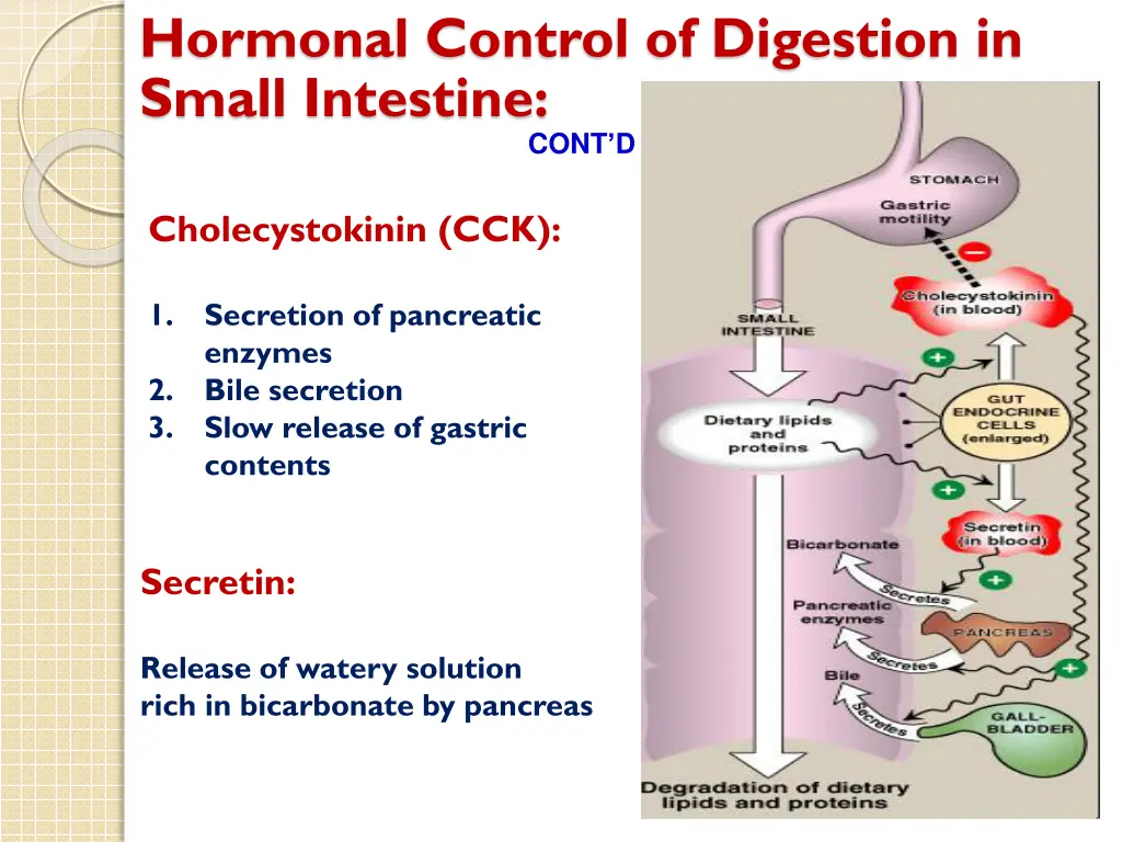 hormonal control of digestion in small intestine 1