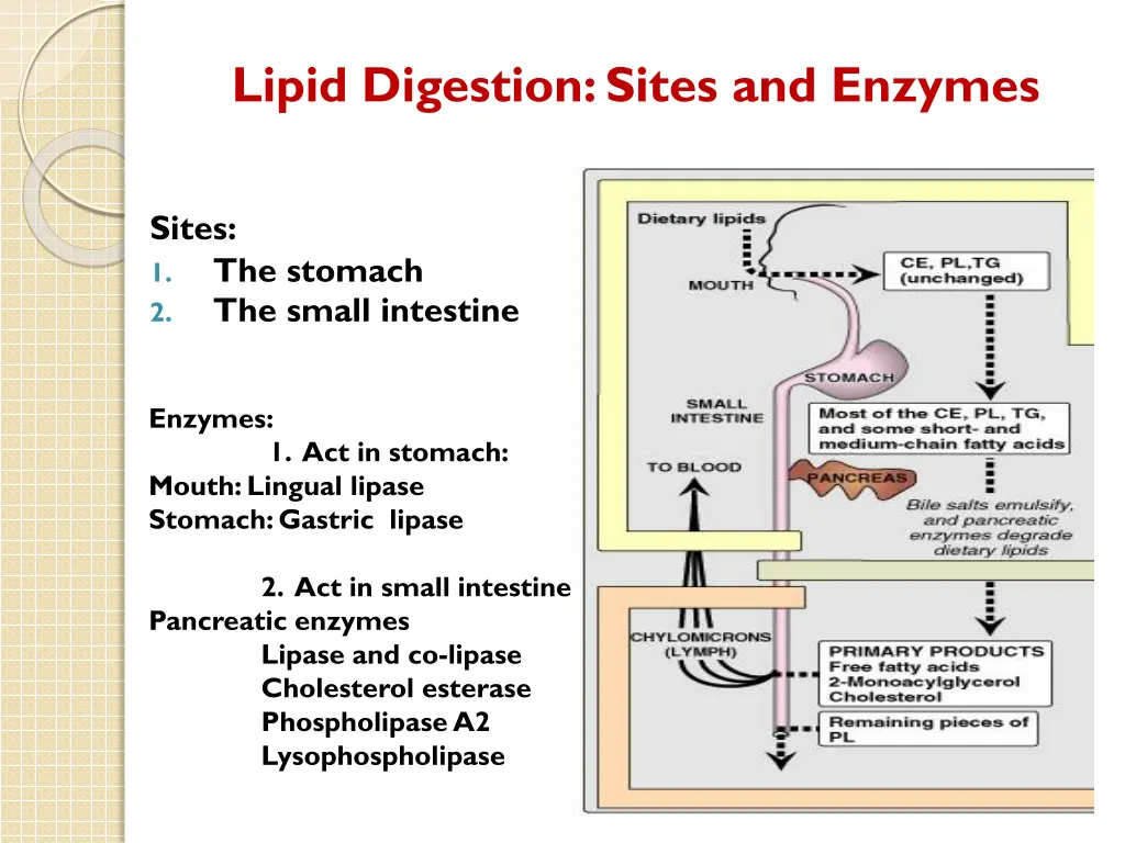 lipid digestion sites and enzymes