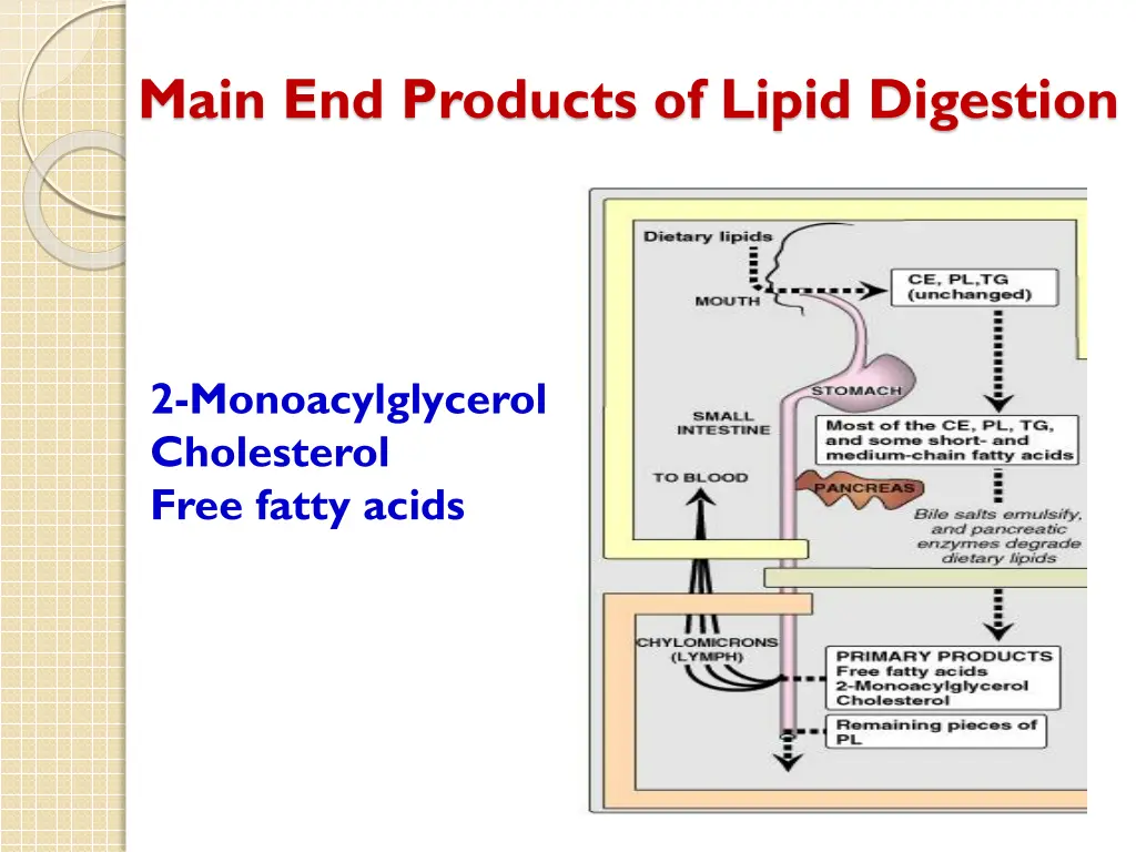 main end products of lipid digestion