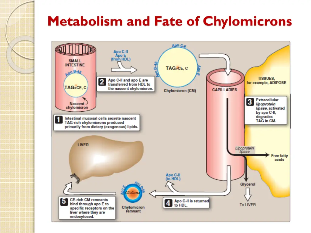 metabolism and fate of chylomicrons