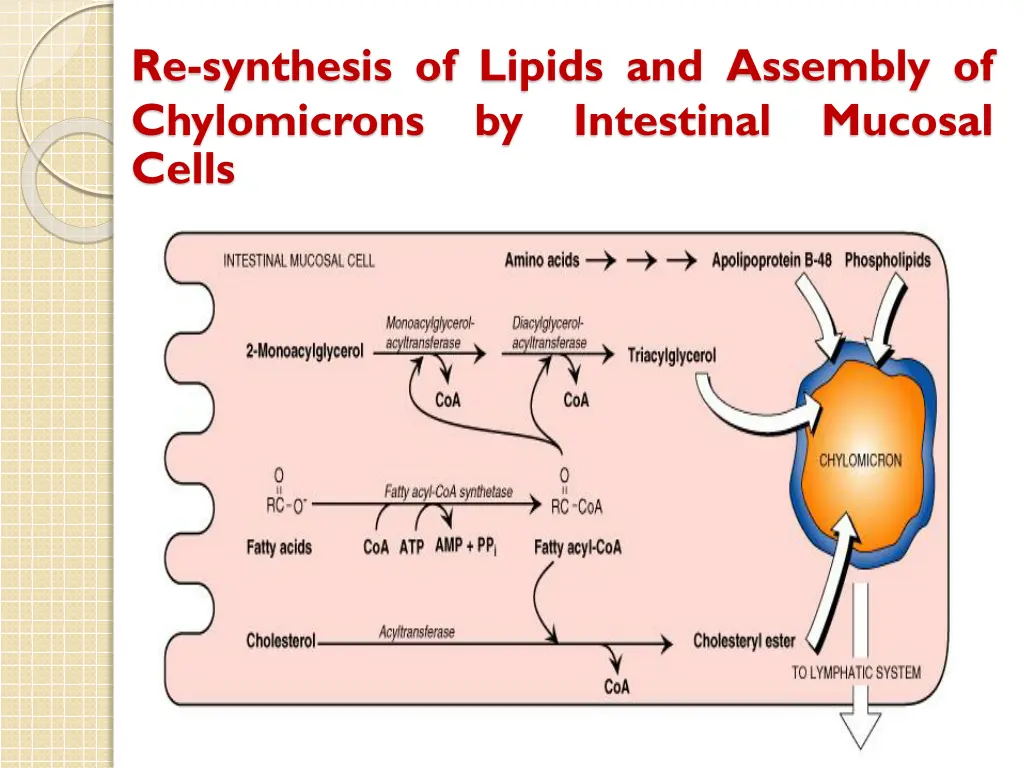 re synthesis of lipids and assembly