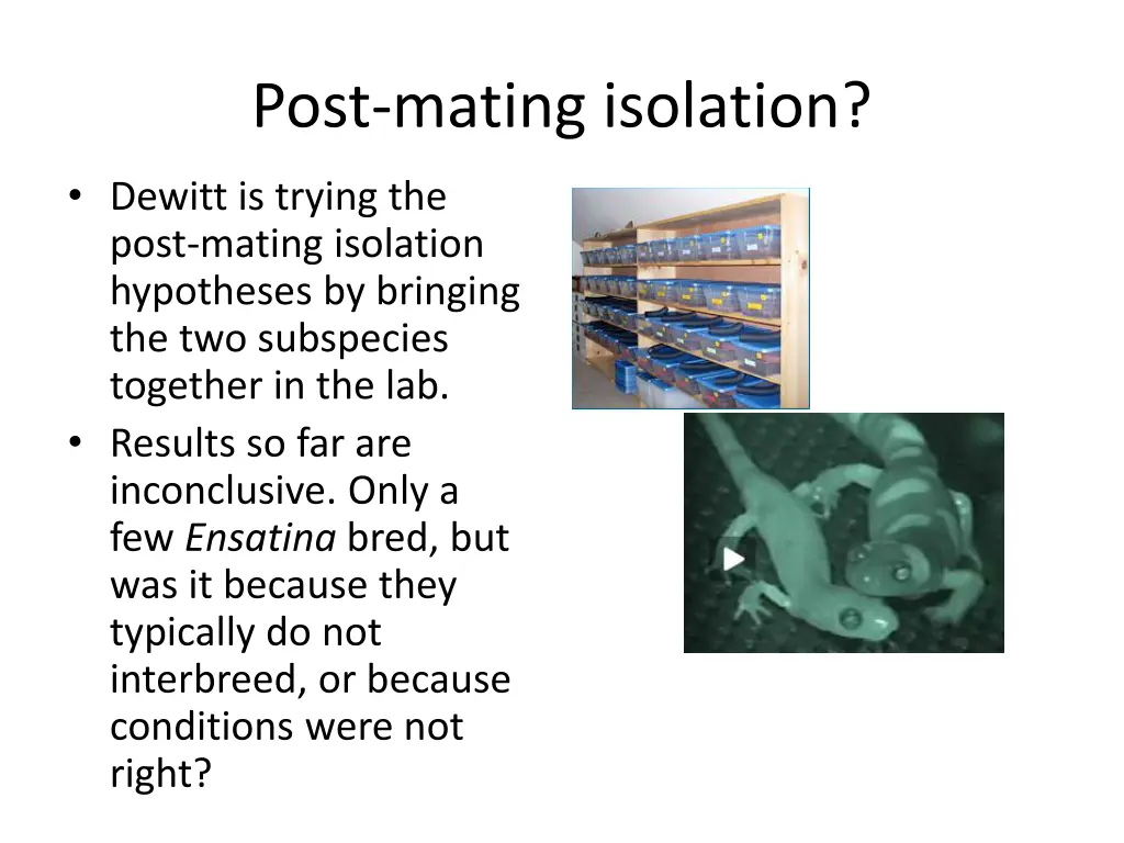 post mating isolation