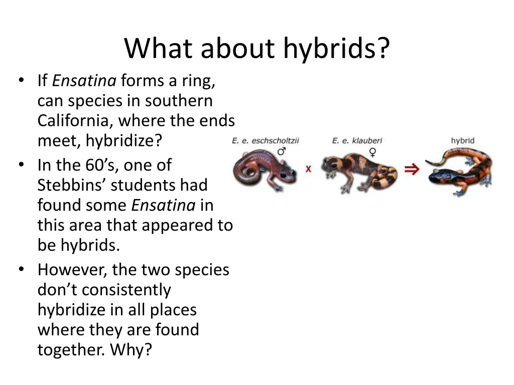 what about hybrids if ensatina forms a ring