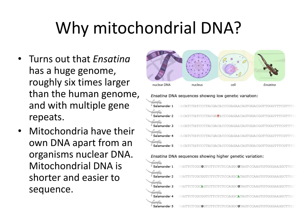 why mitochondrial dna