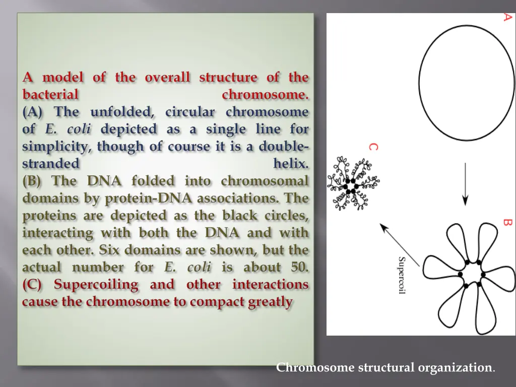 chromosome structural organization