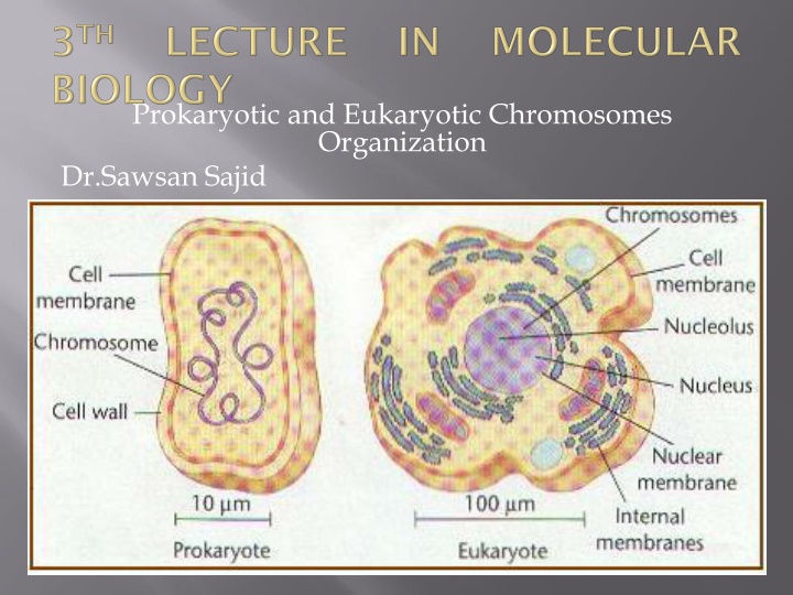 prokaryotic and eukaryotic chromosomes