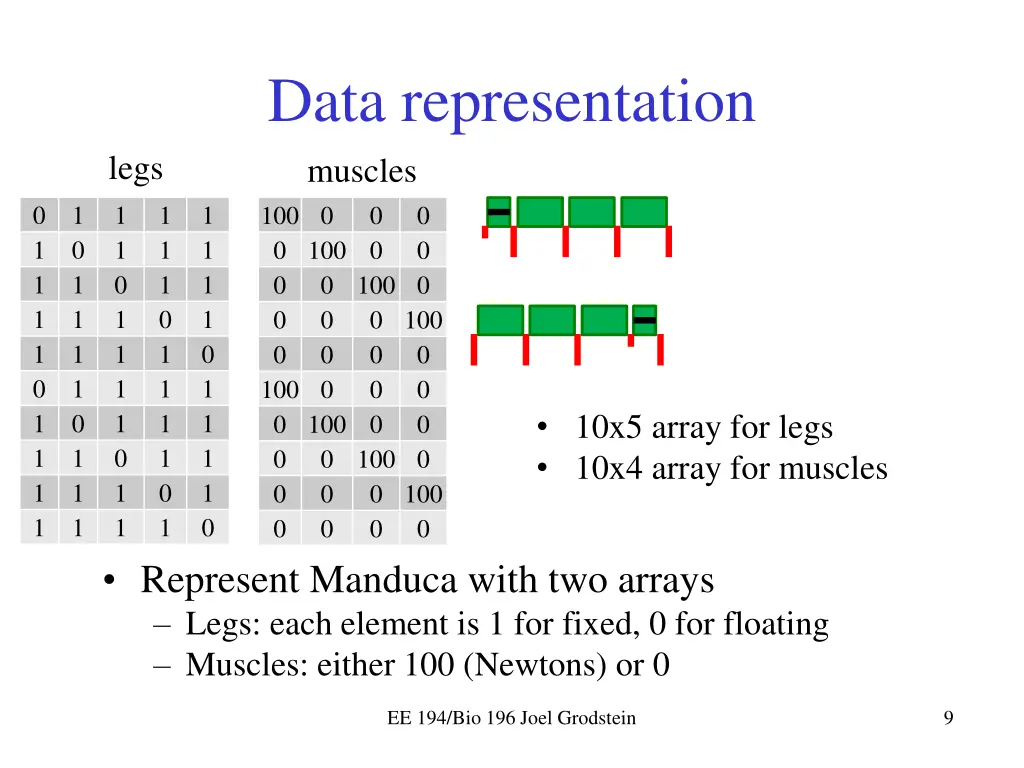 data representation muscles