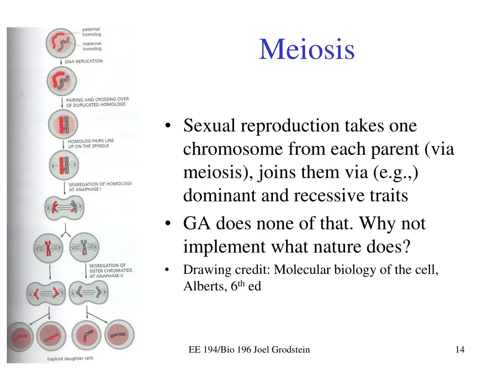 meiosis