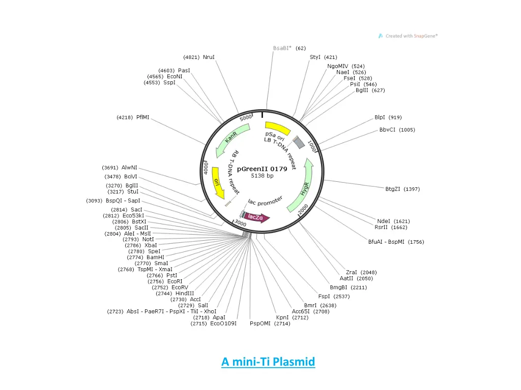 a mini ti plasmid