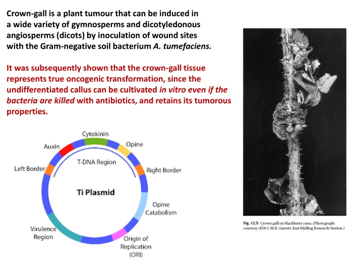 crown gall is a plant tumour that can be induced