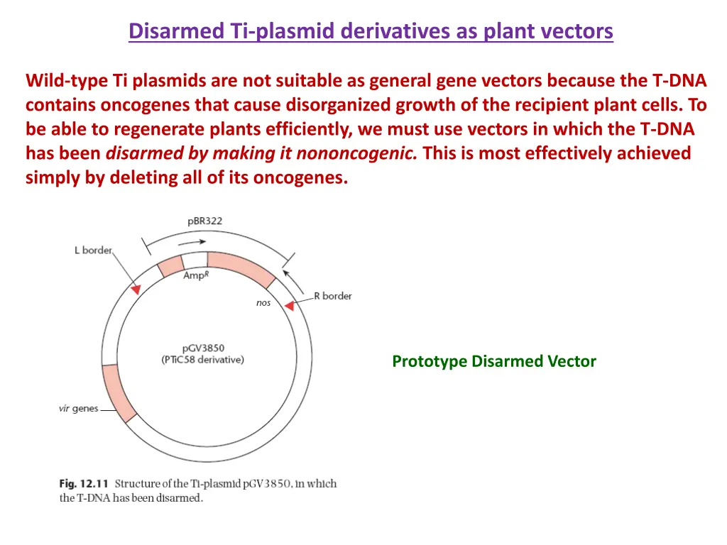 disarmed ti plasmid derivatives as plant vectors