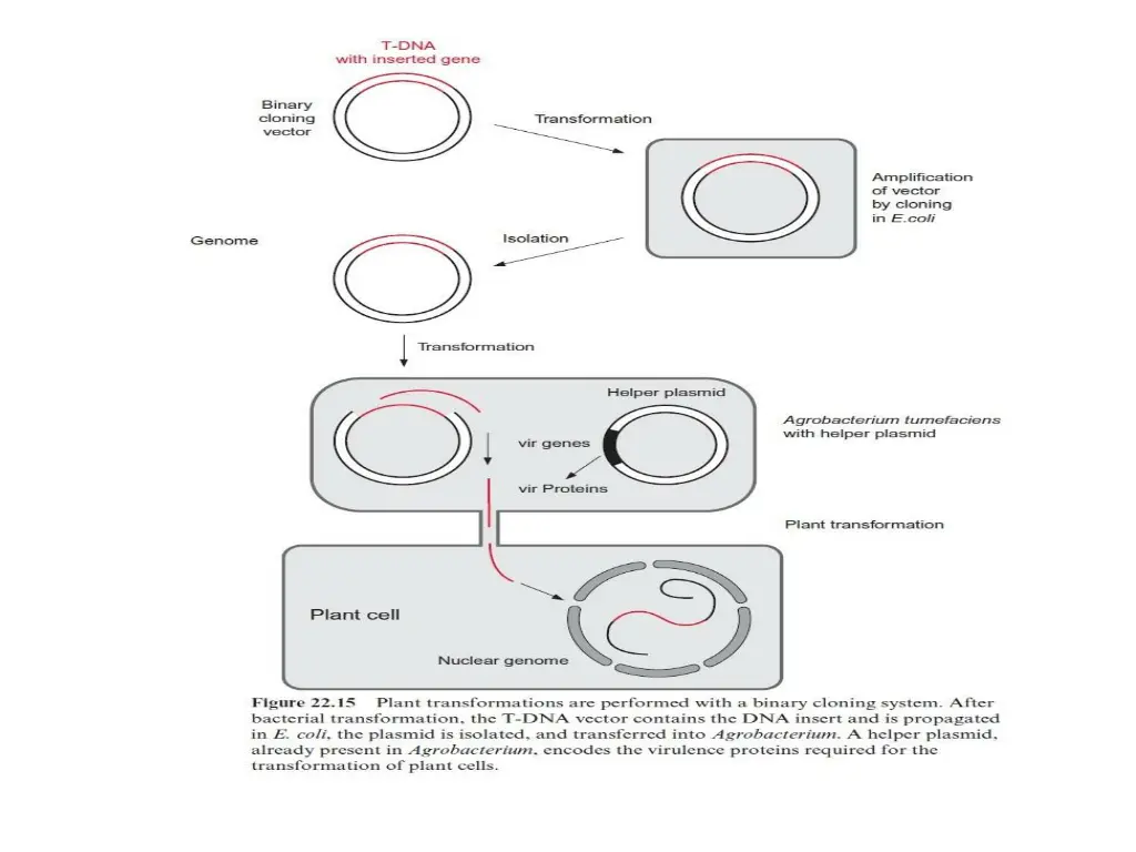 slide15