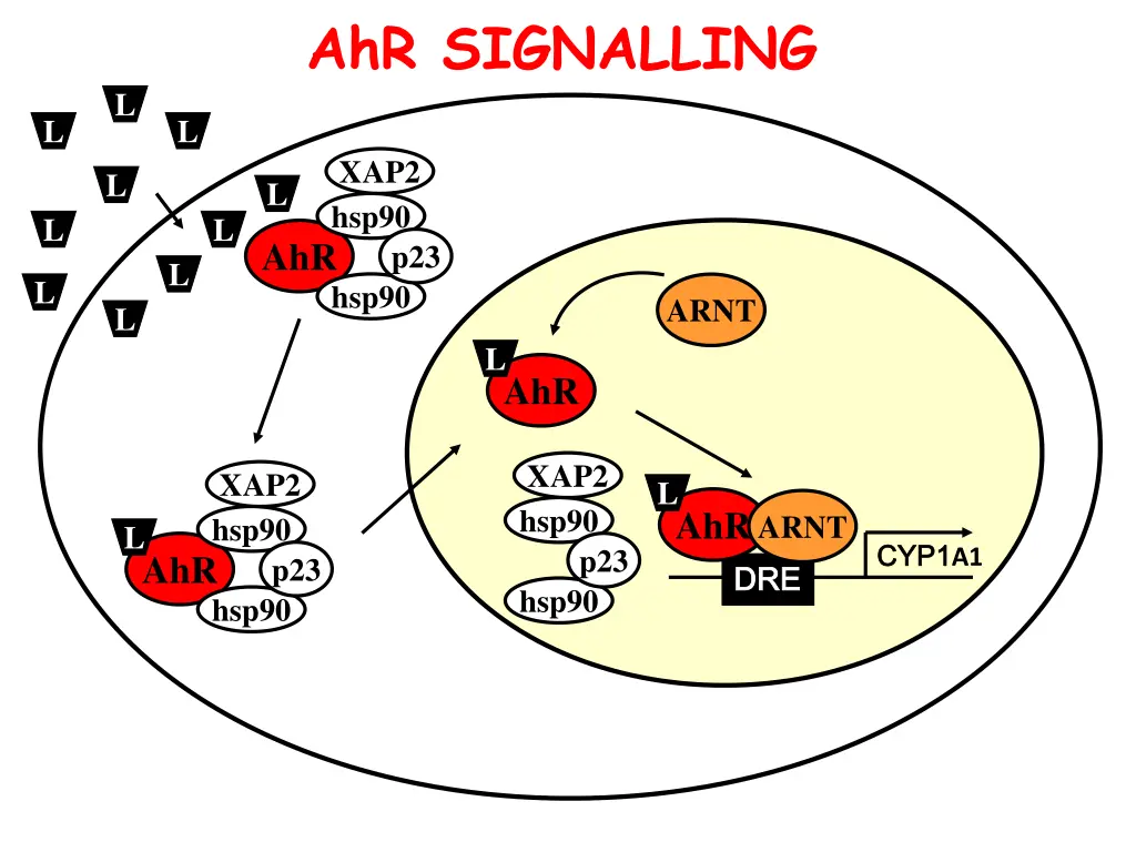 ahr signalling