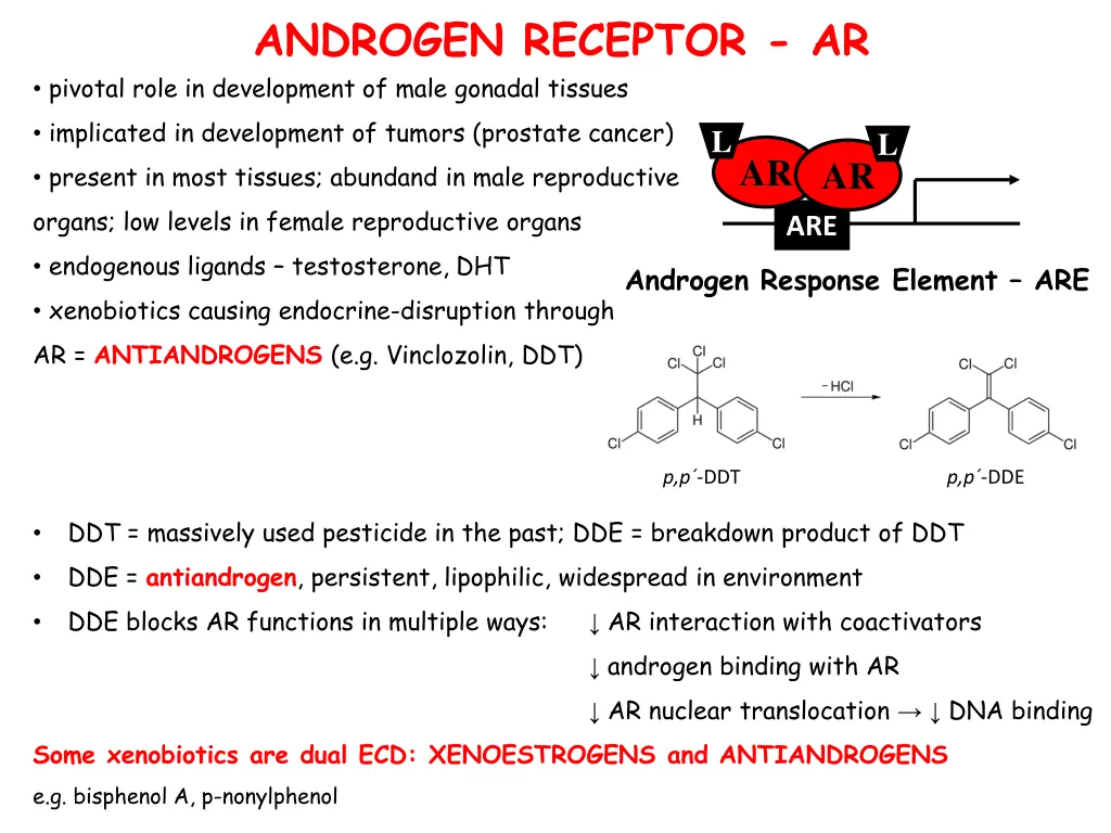 androgen receptor ar pivotal role in development