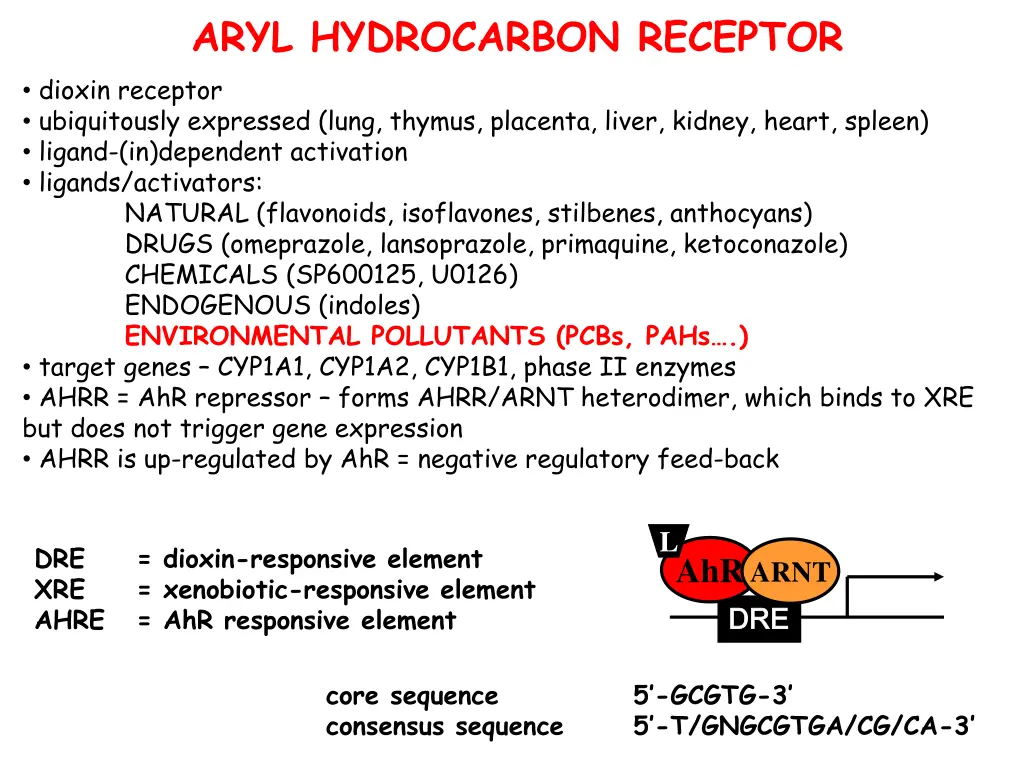 aryl hydrocarbon receptor dioxin receptor