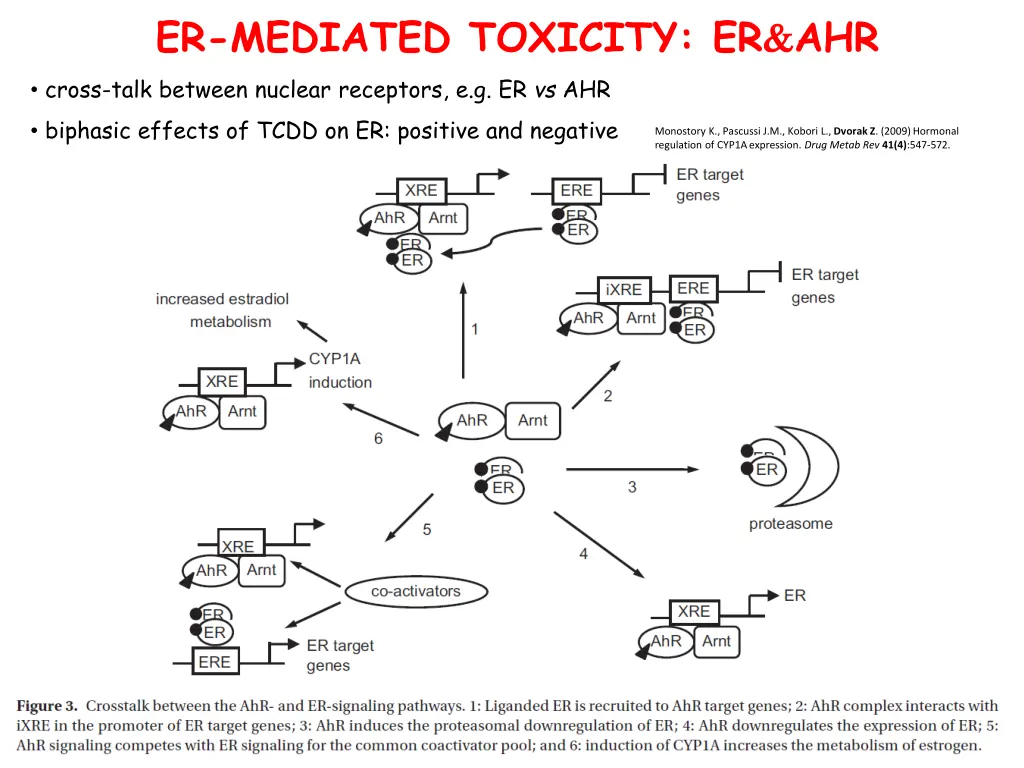 er mediated toxicity er ahr cross talk between