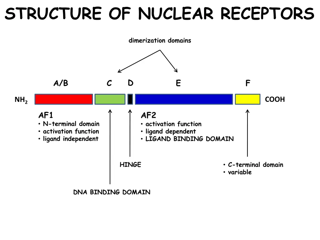 structure of nuclear receptors