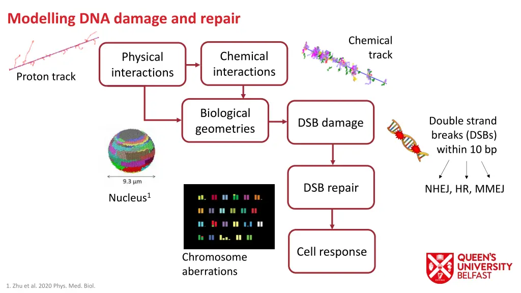 modelling dna damage and repair