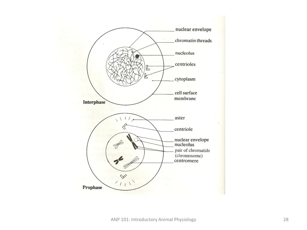 anp 101 introductory animal physiology 1