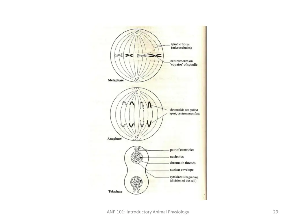 anp 101 introductory animal physiology 2