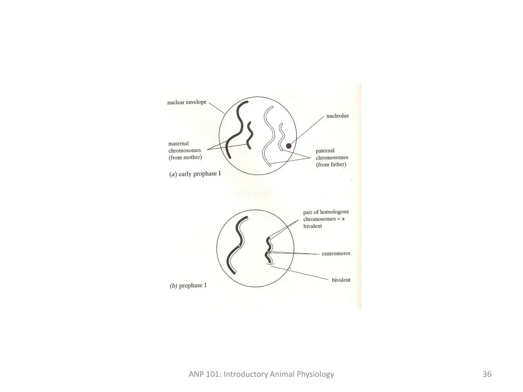 anp 101 introductory animal physiology 3