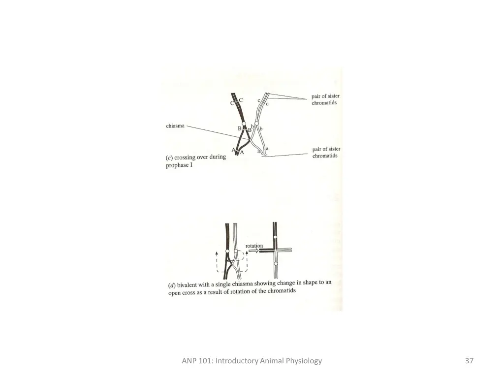 anp 101 introductory animal physiology 4