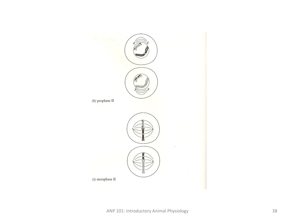 anp 101 introductory animal physiology 5