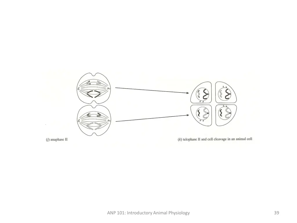 anp 101 introductory animal physiology 6