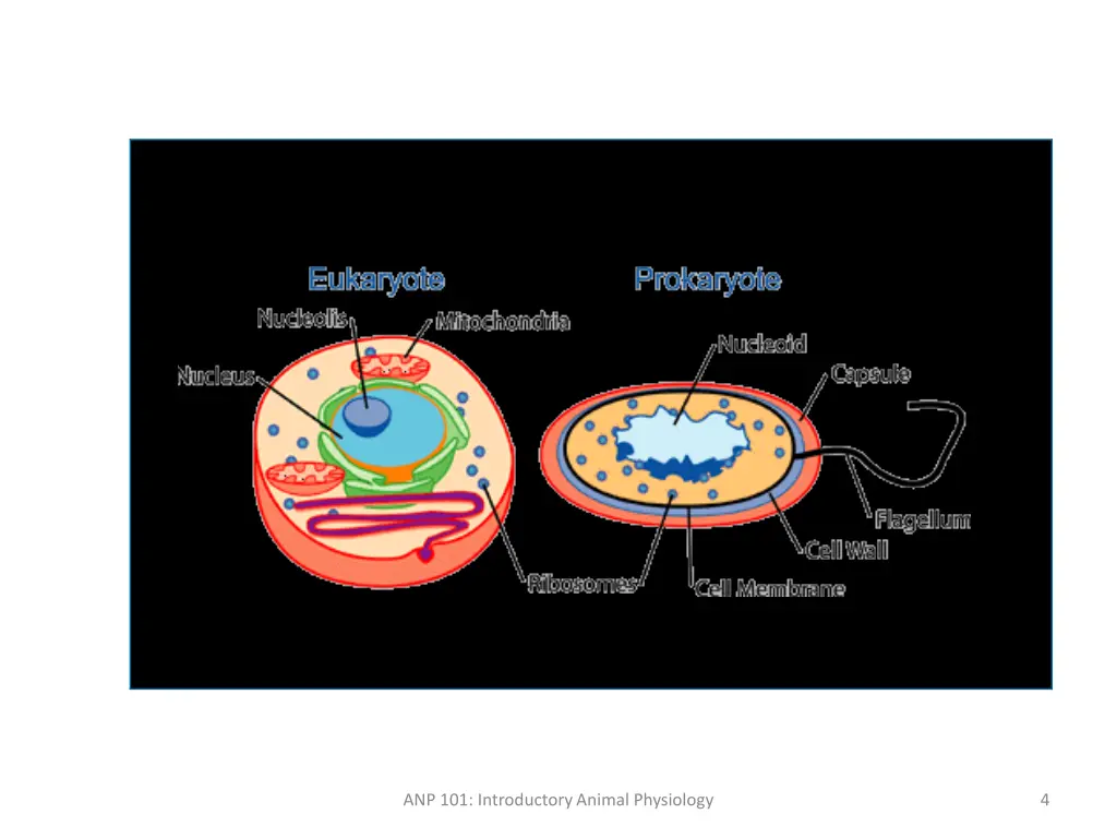 anp 101 introductory animal physiology