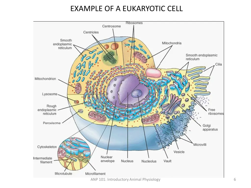 example of a eukaryotic cell