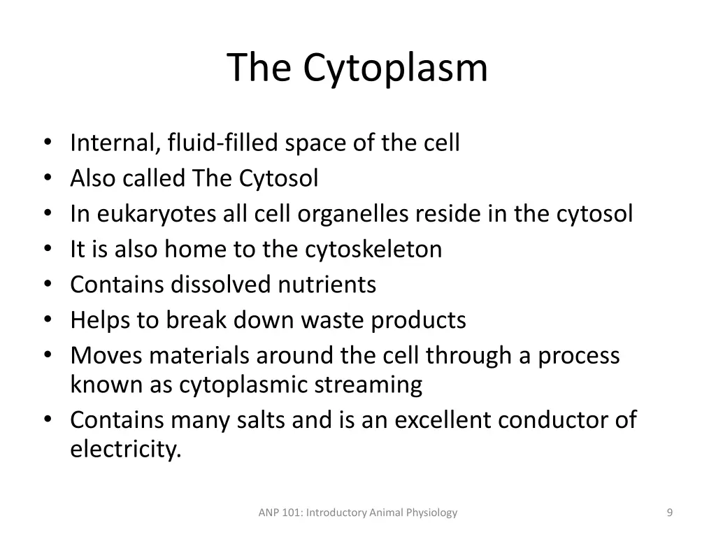 the cytoplasm