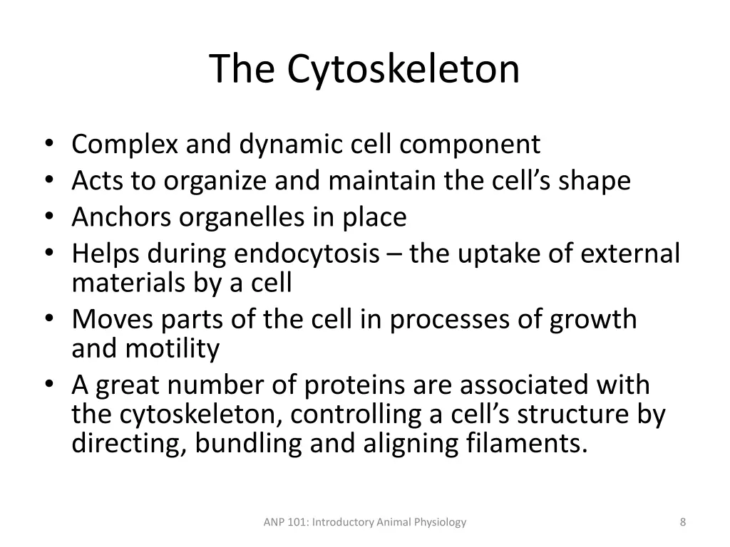 the cytoskeleton