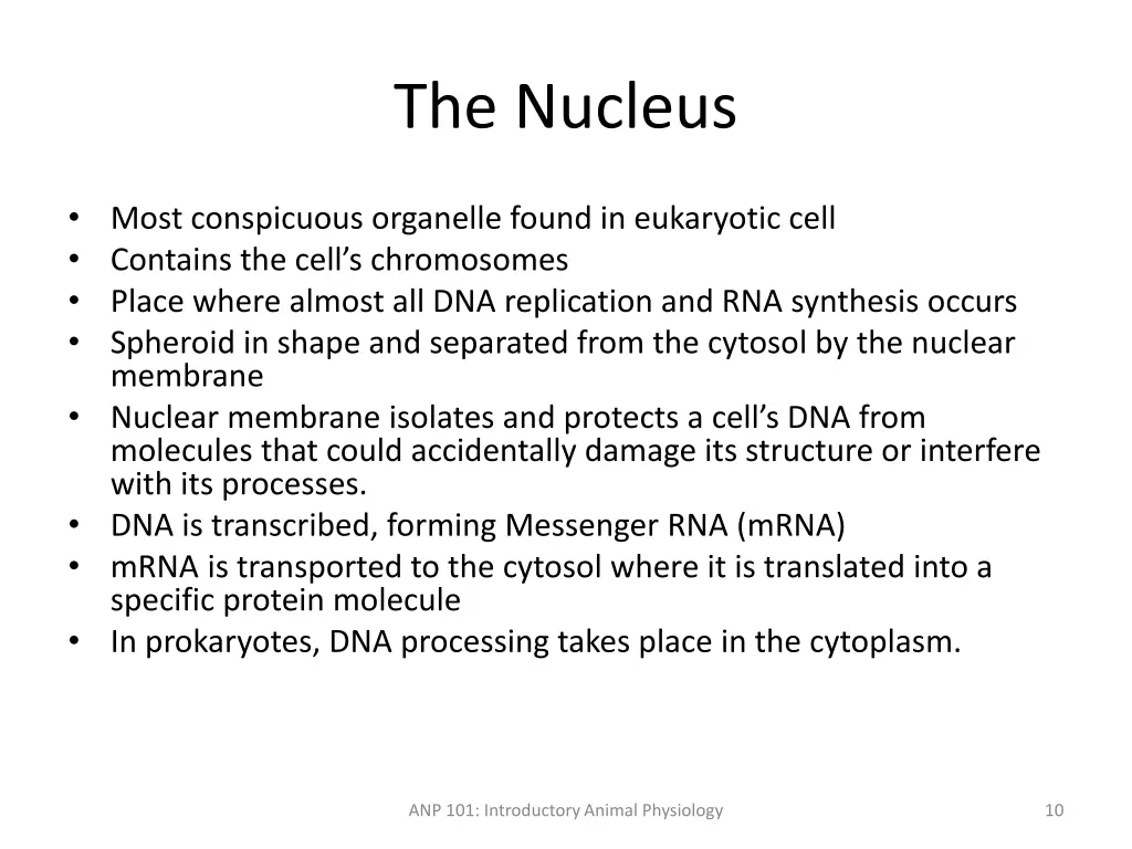 the nucleus