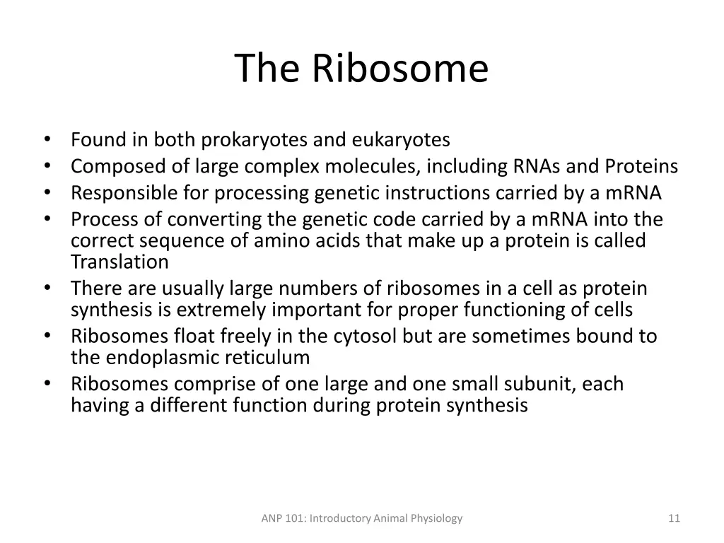 the ribosome