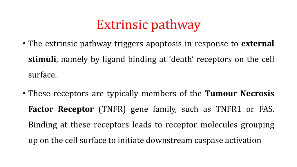 extrinsic pathway