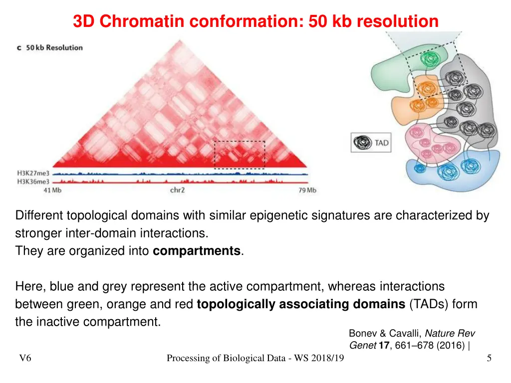 3d chromatin conformation 50 kb resolution