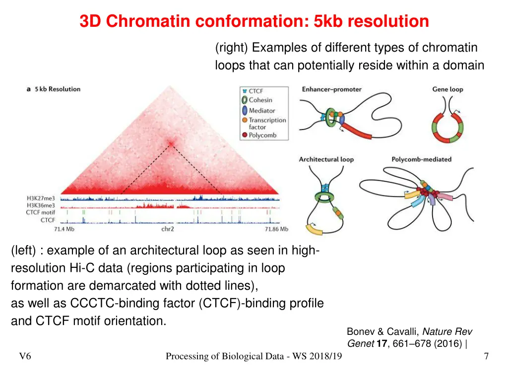 3d chromatin conformation 5kb resolution