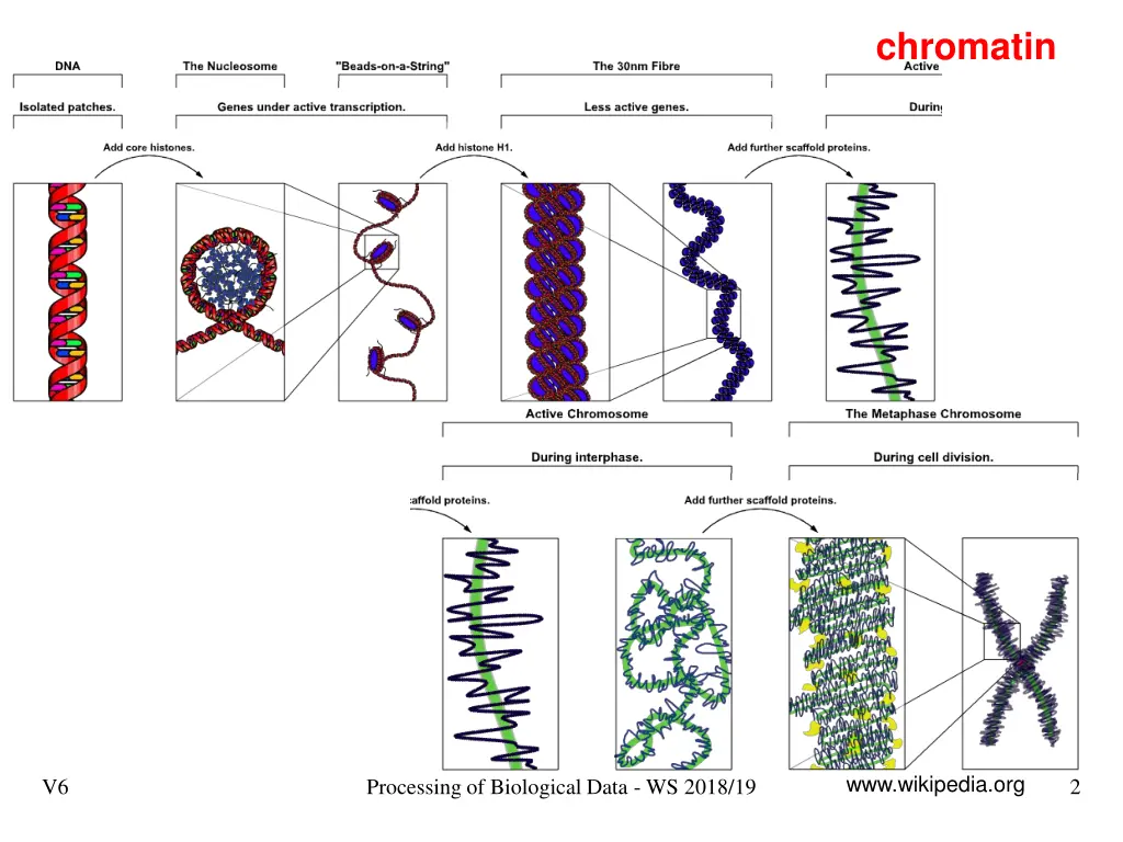 chromatin