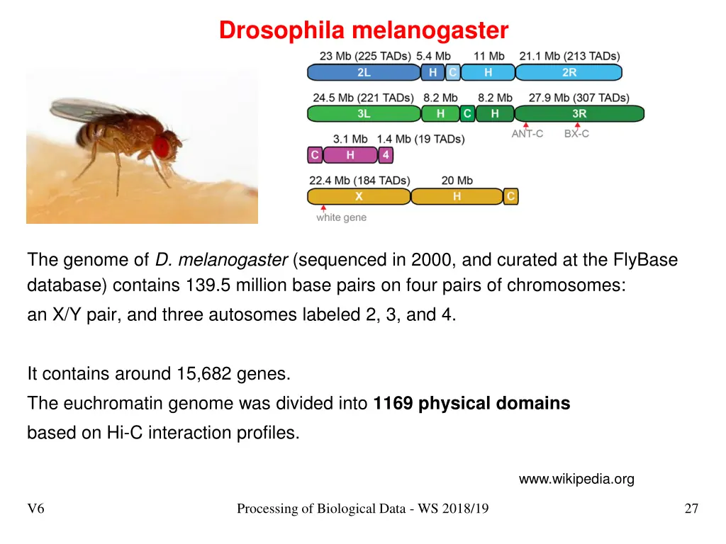 drosophila melanogaster