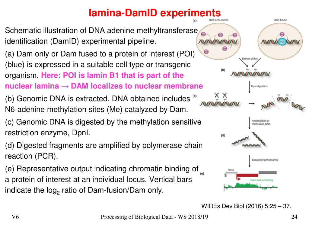 lamina damid experiments