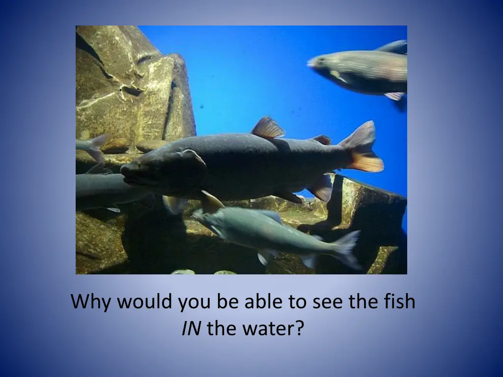 why would you be able to see the fish in the water