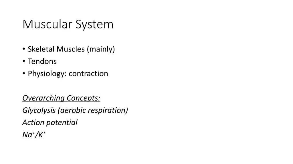 muscular system